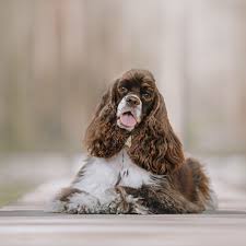 Find cocker spaniel (american) puppies and dogs for adoption today! American Cocker Spaniel Full Profile History And Care