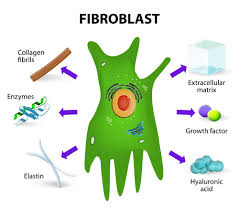 Ketosis And Skin Why Fibroblasts Increase Collagen Production Anti Aging Technology Growth Factor Collagen