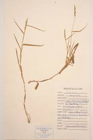 Image result for Entolasia