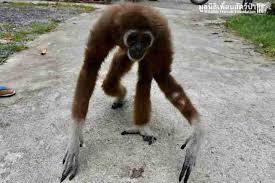 Image result for gibbon