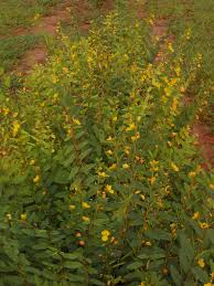 Image result for Chamaecrista polytricha