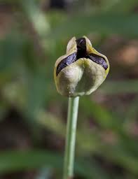 The tide pod challenge has resurfaced and become a dangerous viral sensation with the potentially fatal tide pod challenge resurfacing and going viral at the end of 2017. Seed Pod Of An Iris Plant Clippix Etc Educational Photos For Students And Teachers