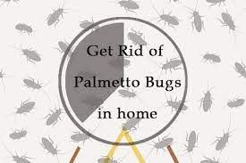 When beaten or sprayed, cockroaches are only lethargic, a few hours later they can revive. Get Rid Of Palmetto Bugs In Home 5 Easy Methods That Work In 2018 Pest Wiki