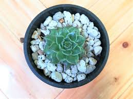 葉焼けでボロボロになった多肉植物のその後 100均多肉植物