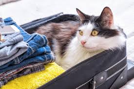 Did you know cats can experience separation anything from pulling out your suitcases to pack for vacation or simply putting on your coat and if your cat has separation anxiety issues, they may show up more at night when your house is quiet. About Separation Anxiety In Cats All To Do With Cats