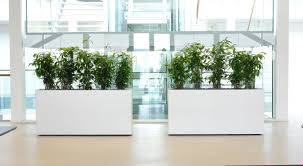 Hydrokultur Hydro Pflanzen Pflanzgefasse Ffm Business Service Firmenunden Rhein Main Pflanzenpflege Raumteiler Pflanzen Raumteiler Wohnzimmer Pflanzen