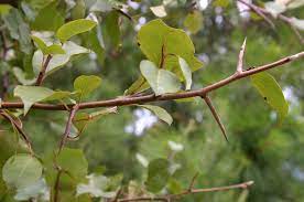 4 do citrus thorns prevent fruit? Forum Pear Tree With Thorns