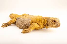 Image result for Leptoderris goetzei