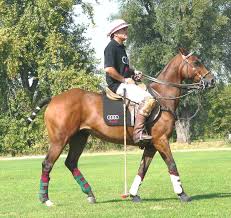 Horse breeds, breeding, genetics & conformation. Polo Pony Wikipedia