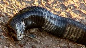 List of fatal snake bites in australia. Rinkhals Facts And Pictures