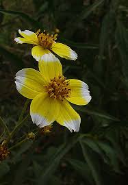 Image result for Bidens crocea