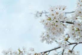 Background with flowers on a spring day. Beautiful White Cherry Blossom Flowers Tree Branch In Garden Stock Photo Picture And Royalty Free Image Image 73633057