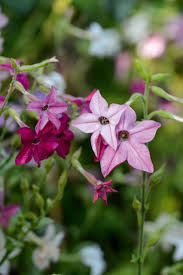 Image result for Nicotiana