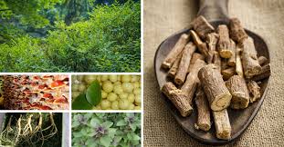The herbs below are listed in horehound (aka marrubium) has been used for centuries as a natural remedy for a wide range of respiratory conditions. List Of Adaptogens And What These Adaptogenic Herbs Can Do For You Gardening Channel