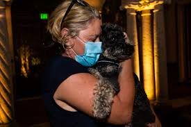 Adopt a dog or puppy. Museum Of Fine Arts Hosts Free First Fridays For Healthcare Workers With Paintings And Puppies