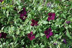 Maybe you would like to learn more about one of these? Pin Pa Hage Hage Hage