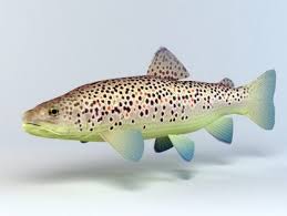 Brown Trout Free 3d Model 3d Model Model Fish Pet