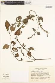 Image result for Achyrospermum carvalhoi