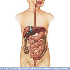 شاهد كيف يعمل الجهاز الهضمي عند الانسان digestive system digestive system organs human anatomy and physiology