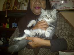 Sy mau jual kucing persia: Ciko Anak Bungsu Mama Danang Evi