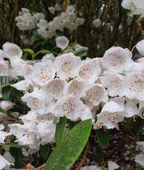 Image result for Rhipidoglossum microphyllum