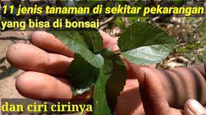 Pin Oleh Edial Bonsai Official Di Proyek Untuk Dicoba Bonsai Tanaman Pekarangan