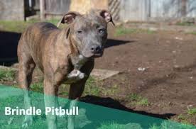 The prices are five hundred dollars and …. The Brindle Pitbull Is The Ultimate Rainbow Dog Animalso