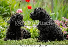 The akc does not have a different size category within the. Two Puppies Playing With Tulips On The Lawn Two Black Miniature Schnauzer Puppies Playing With Red Tulips On A Green Lawn In Canstock