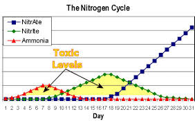 Tank Cycle Chart Google Search Nitrogen Cycle Aquarium Maintenance Nitrogen