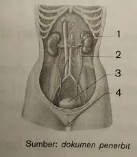 Berikut ini adalah alat ekskresi pada manusia, kecuali. Sistem Ekskresi Manusia Biology Quiz Quizizz