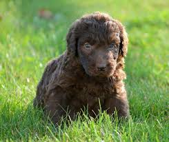 Wonderful personalities!the parents weigh 80# beautiful bernedoodles!; F1b Bernedoodle Puppies For Sale Nc The Y Guide