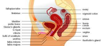 Many men choose active surveillance (no treatment) because prostate cancer tends to grow slowly and stay in the gland. Can Women Have Prostate Cancer Lorecentral