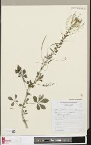 Image result for Indigofera laxiracemosa
