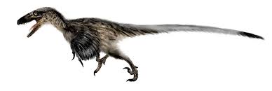 For exclusive updates you can find them all here: Utahraptor Ostrommaysorum Natural History Museum Of Utah