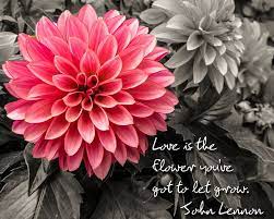 Pink Dahlia With John Lennon Quote By Dawn Key Beautiful Orchids Amazing Flowers John Lennon Quotes