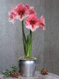 Gardeners supply company amaryllis bulbs. Adjustable Amaryllis Stakes Gardener S Supply Indoor Gardeners Easiest Flowers To Grow Amaryllis Bulbs Amaryllis