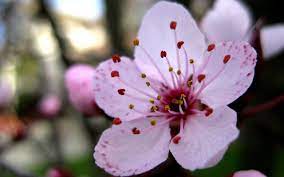 Cherry Blossom Flowers Photography Wallpaper Pink Flowers Wallpaper Cherry Blossom Wallpaper