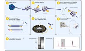 Chip Seq Assay Kit For Histone Methylation Chips Cell