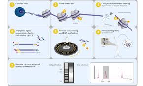 chip seq assay kit for histone methylation chips cell