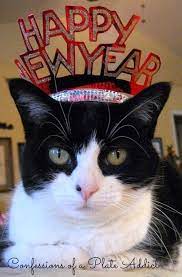 We Need This Hat Cat Celebrating Christmas Cats Cat Holidays
