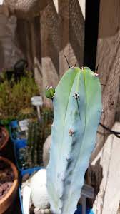 Cacti and succulents, tolerant and low maintenance plants, are ideal for busy people and indoor spaces. Is This A New Arm Or Is It A Pup Cactus