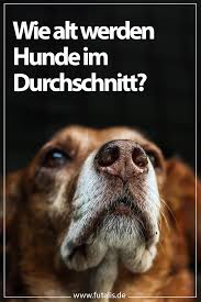 Pin Auf Midoggy Gruppenboard