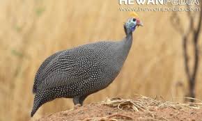 Saat anda menemui kuda liar, pastikan anda berada di jarak yang dekat dengannya dan equip capturing rope. Banteng Dan Berbagai Fakta Dan Informasinya Hewanpedia