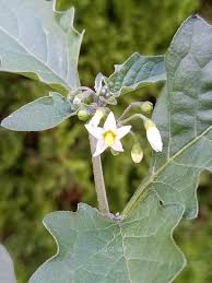 Image result for Solanum aculeatissimum