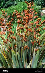 Image result for Phormium