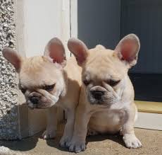 The portion of a particular state each group below serves is indicated by the symbol next to its name French Bulldogs Chicago