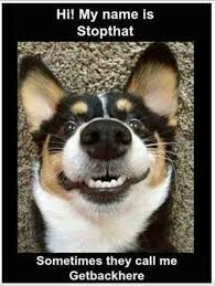 Stopthat Funny Memes Animals Dog Puppy Meme Lol Funny Quotes Funny Cute Memes Cute Funny Animals Puppy Meme