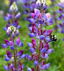 Feb 07, 2021 · us wildflower's database of wildflowers for california click on thumbnail for larger version of image, scientific name for detail page. Wild For California Native Wildflowers