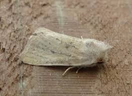 Image result for Photedes fluxa