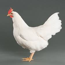 We did not find results for: Difference Between A Cornish Hen And A Chicken Difference Guru
